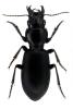 Broscus cephalotes
